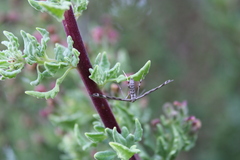 Singularia alternaria