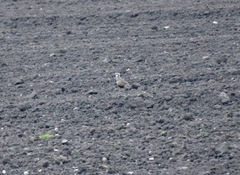 Charadrius morinellus