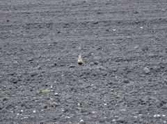 Charadrius morinellus