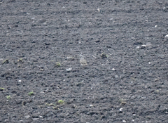 Charadrius morinellus