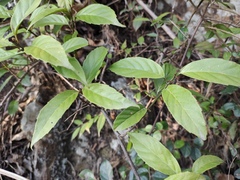 Maesa japonica