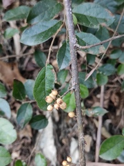 Maesa japonica