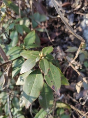 Rhododendron ovatum