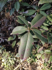 Rhododendron latoucheae