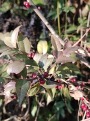 Ilex pubescens