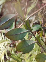 Ilex pubescens
