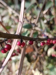 Ilex pubescens