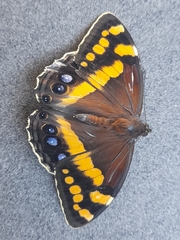 Aeropetes tulbaghia