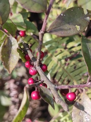 Ilex pubescens