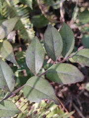 Ilex pubescens