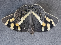 Aeropetes tulbaghia