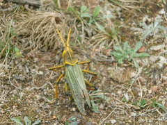 Taeniopoda tamaulipensis