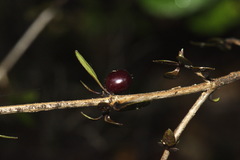 Coprosma colensoi