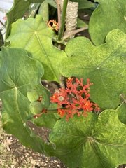 Jatropha podagrica