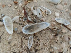 Cyrtopleura costata