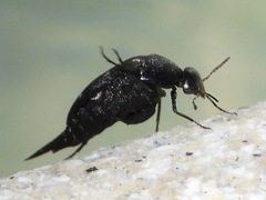 Mordellidae