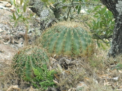 Ferocactus histrix