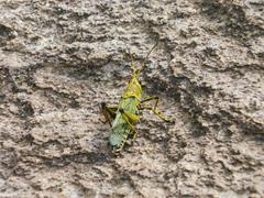 Taeniopoda tamaulipensis