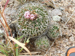 Echinofossulocactus pentacanthus