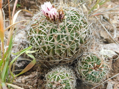 Echinofossulocactus pentacanthus