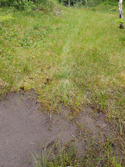 Odocoileus hemionus sitkensis