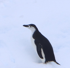 Pygoscelis antarcticus