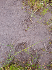 Odocoileus hemionus sitkensis
