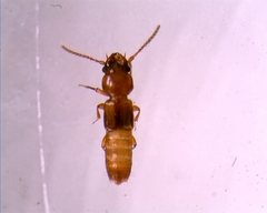 Oxytelinae