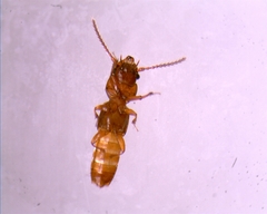 Oxytelinae