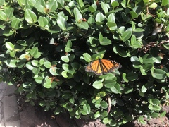 Danaus plexippus