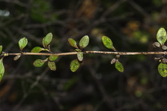 Coprosma colensoi