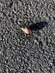 Lissachatina immaculata