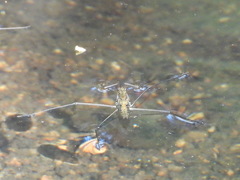Aquarius chilensis