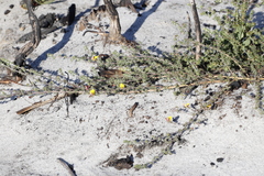 Aspalathus retroflexa