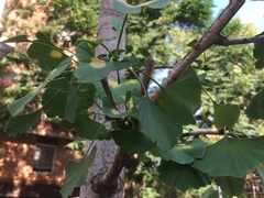 Ginkgo biloba