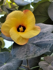 Hibiscus tiliaceus