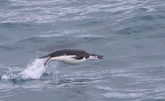 Pygoscelis antarcticus