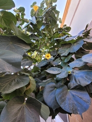 Hibiscus tiliaceus