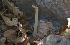 Salvadora lemniscata