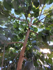 Hibiscus tiliaceus