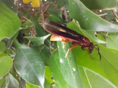 Polistes mexicanus