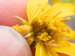 Arnica lanceolata