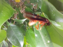 Polistes mexicanus