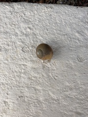 Zachrysia provisoria