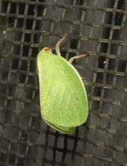 Acanaloniidae