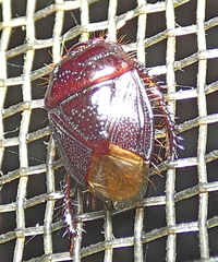 Cydnidae
