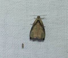 Olethreutes exoletum