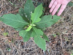 Verbesina virginica
