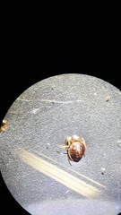 Hypognatha