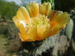 Opuntia streptacantha